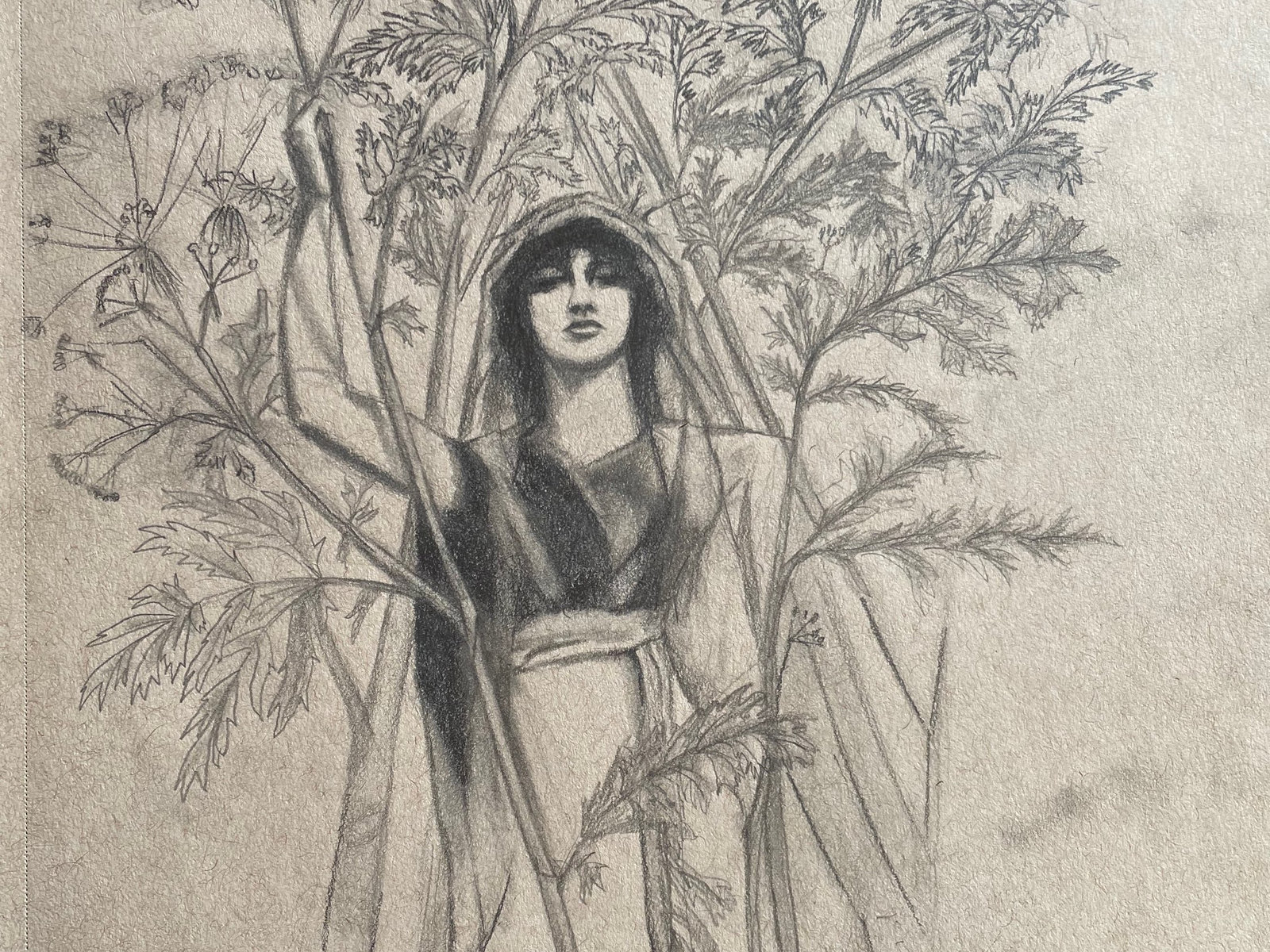 Hemlock — original drawing by Amelia Passer
